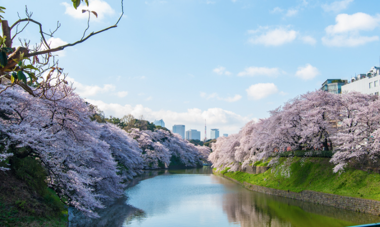 5 Hidden Cherry Blossom Viewing Spots In Tokyo Otaku In Tokyo