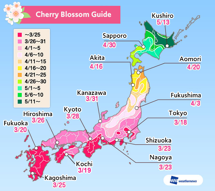 5 HIDDEN Cherry Blossom Viewing Spots in Tokyo OTAKU IN TOKYO